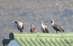 Bostrychia hagedash hagedash
