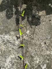 Dioscorea polystachya