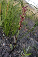 Satyrium lupulinum