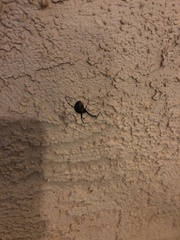 Latrodectus hesperus