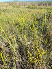Solidago mexicana