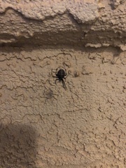 Latrodectus hesperus
