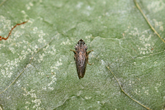 Eupelix cuspidata
