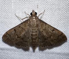 Herpetogramma phaeopteralis