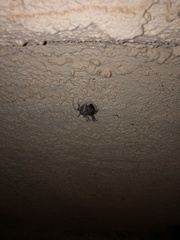 Latrodectus hesperus