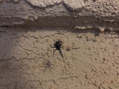 Latrodectus hesperus