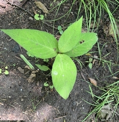 Persicaria virginiana