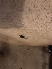 Latrodectus hesperus