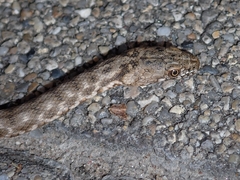 Natrix tessellata