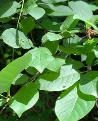 Eriophyes emarginatae