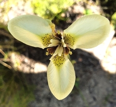 Moraea bellendenii