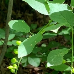 Eriophyes emarginatae