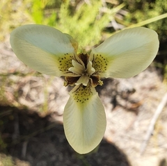 Moraea bellendenii