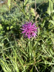 Centaurea