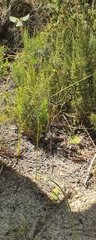 Moraea bellendenii