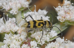 Chlorophorus varius