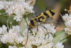 Chlorophorus varius