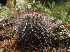 Mammillaria rekoi