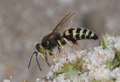 Bembix oculata