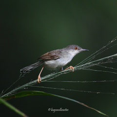 Prinia rufescens