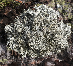 Xanthoparmelia stenophylla