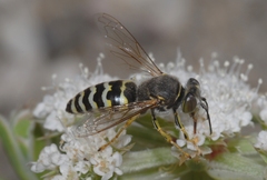 Bembix oculata