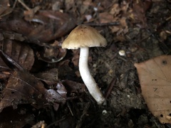 Leratiomyces squamosus