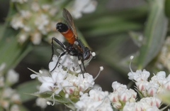 Cylindromyia brassicaria