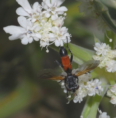 Cylindromyia brassicaria