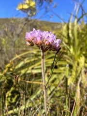 Dilatris pillansii