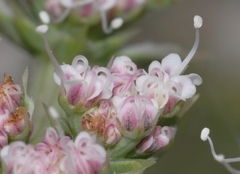Echinophora spinosa