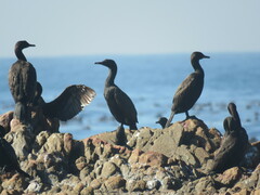 Phalacrocorax neglectus