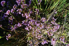 Agathosma serpyllacea