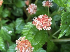 Lecanthus peduncularis