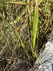 Dilatris pillansii
