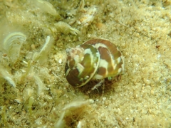 Steromphala umbilicaris