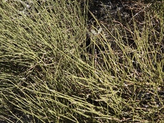 Ephedra californica