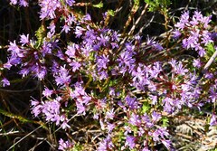 Agathosma serpyllacea