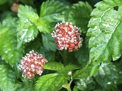 Lecanthus peduncularis