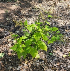 Chenopodiastrum simplex