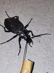 Carabus granulatus