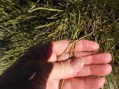 Ephedra californica