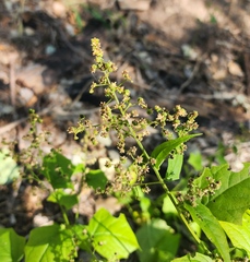 Chenopodiastrum simplex