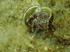 Steromphala umbilicaris