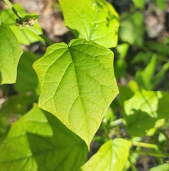 Chenopodiastrum simplex