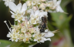 Hylaeus communis