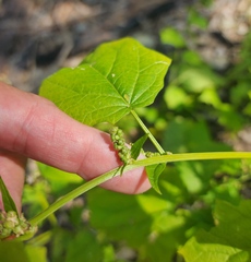 Chenopodiastrum simplex