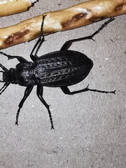 Carabus granulatus
