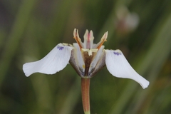 Moraea cantharophila
