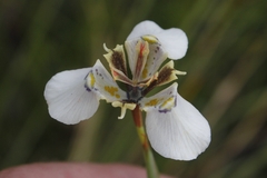 Moraea cantharophila